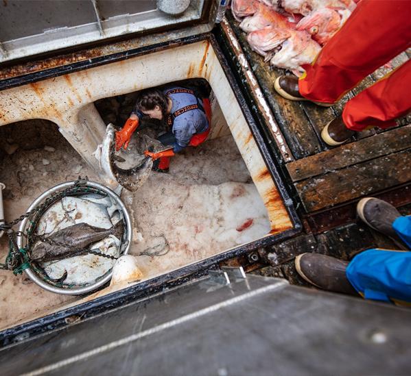 People sorting fish on a boat deck with a focus on the interior of the boat.